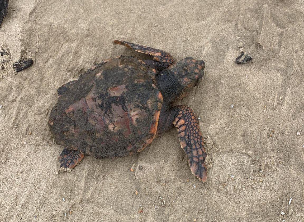 Opnieuw spoelt een levende zeeschildpad aan, deze keer in Callantsoog
